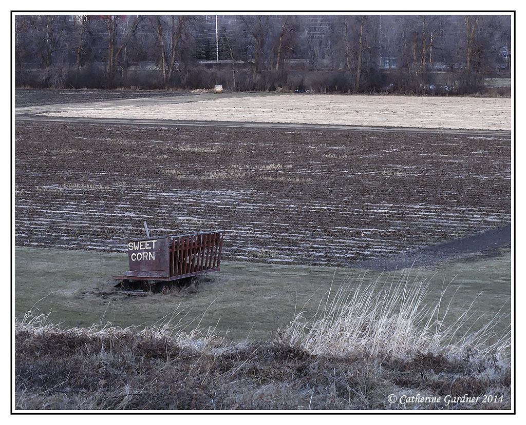 Winter in Ottawa December 2014