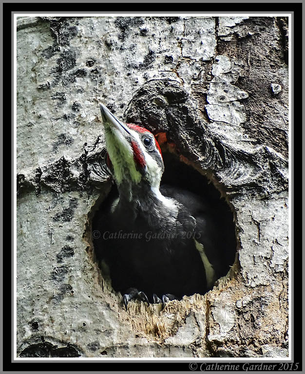 Pileated Woodpecker (M) (Juv)