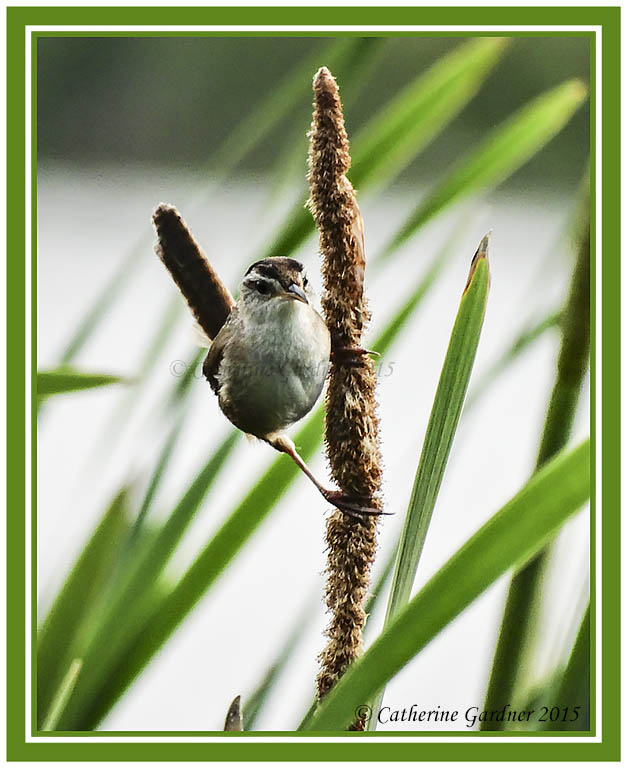 Marsh Wren