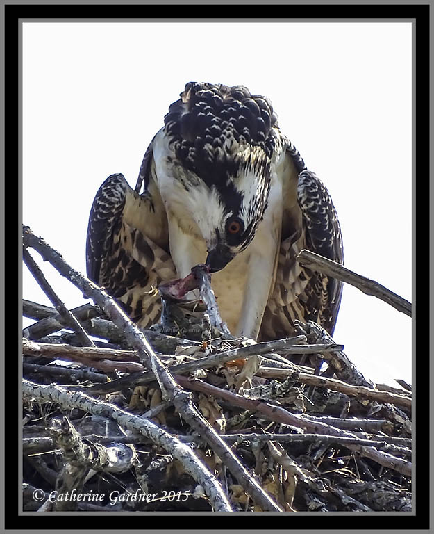 Osprey (Juv) With Lunch