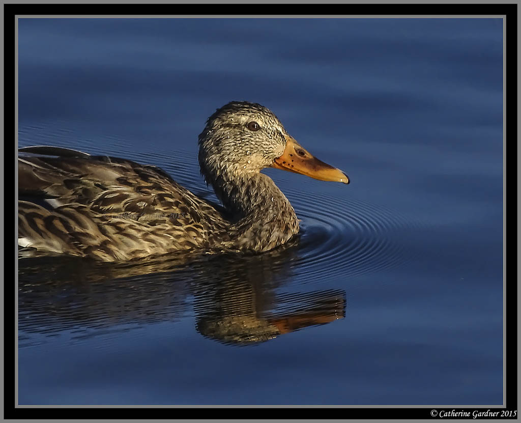 Mallard