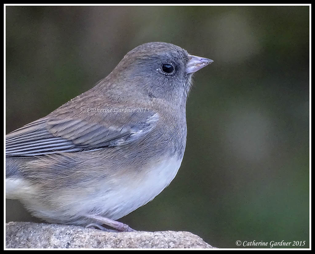 Dark-eyed Junco