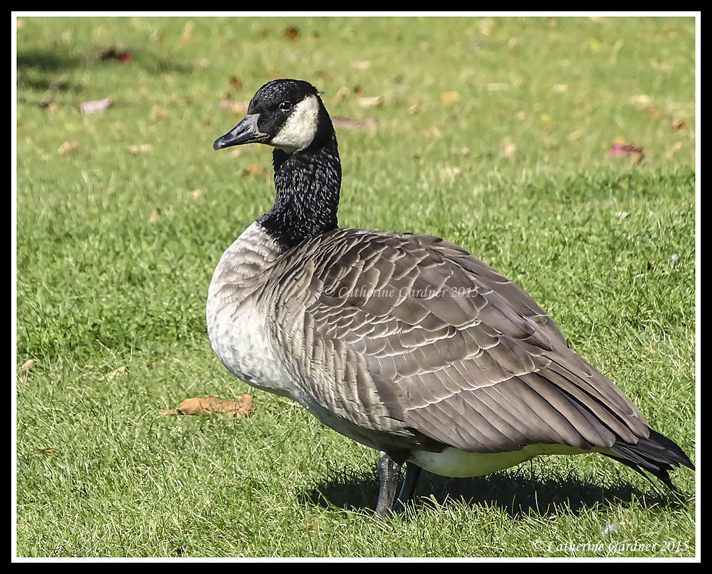 Interior Canada Goose 