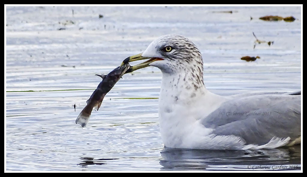 Gull With Fresh Fish Dinner