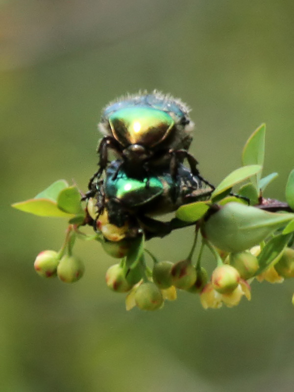 Rosenkfer / (green) rose chafer