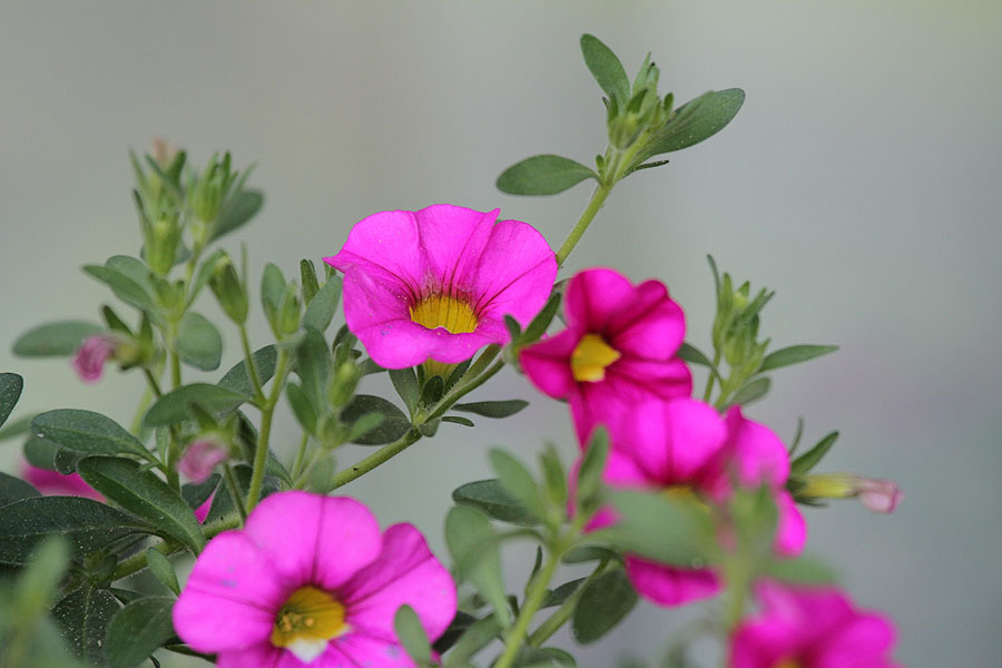 Zauberglckchen / calibrachoa