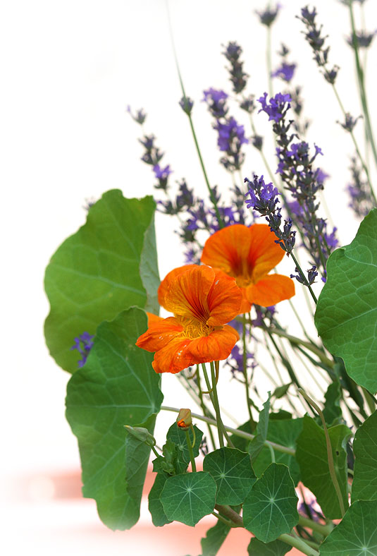 Kapuzinerkresse / nasturtium