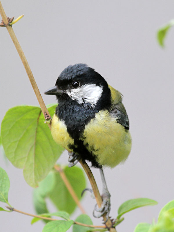 Kohlmeise / Great Tit