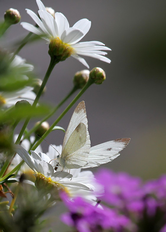 Kohlweissling / Cabbage White