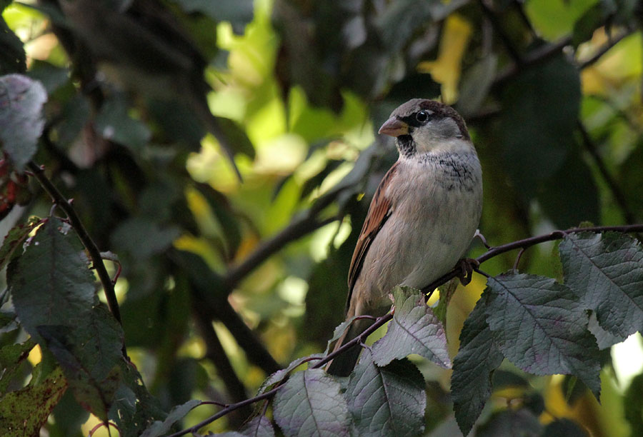 Spatz / Sparrow