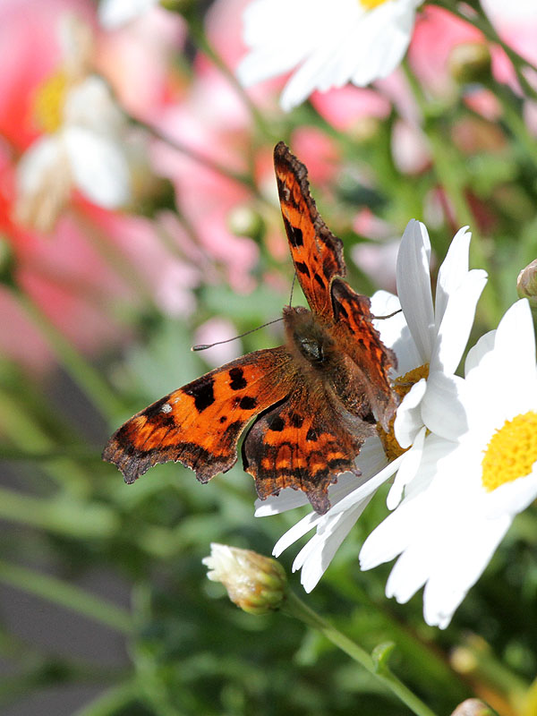 C-Falter / Comma Butterfly