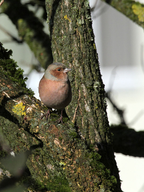 Buchfink / Chaffinch 