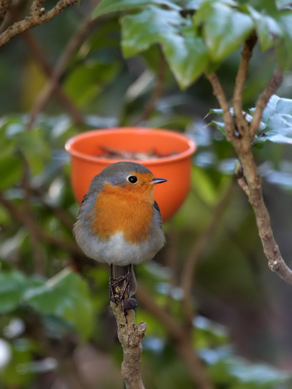 Rotkehlchen / Robin
