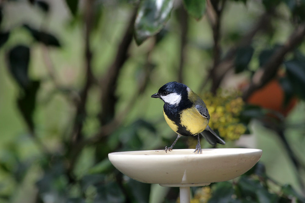 Great Tit