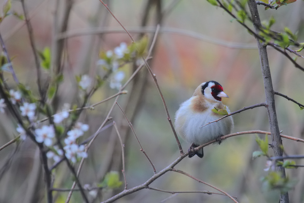 Distelfink / Goldfinch