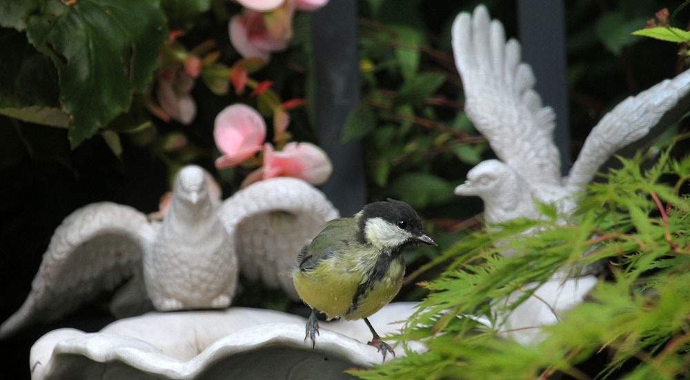 Kohlmeise / Great Tit