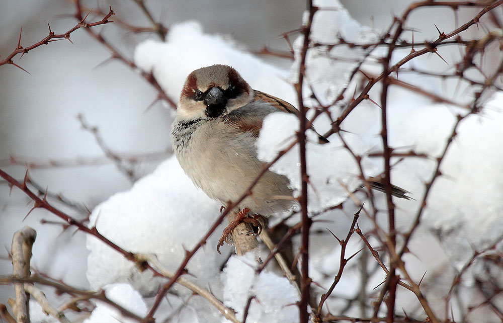 House Sparrow