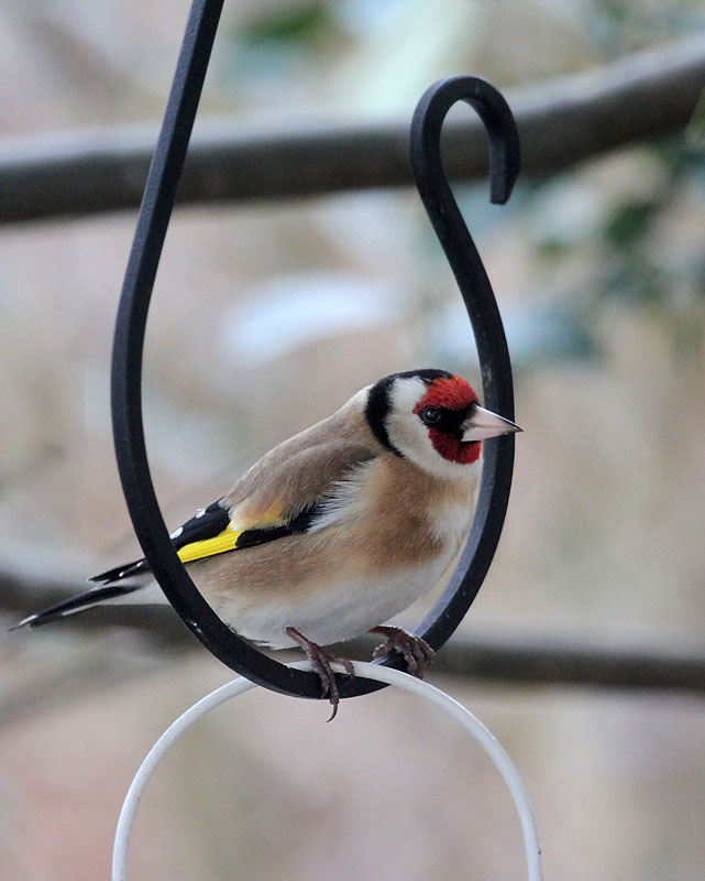 (European) Goldfinch