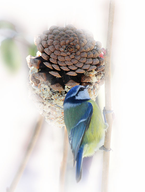 Blue Tit