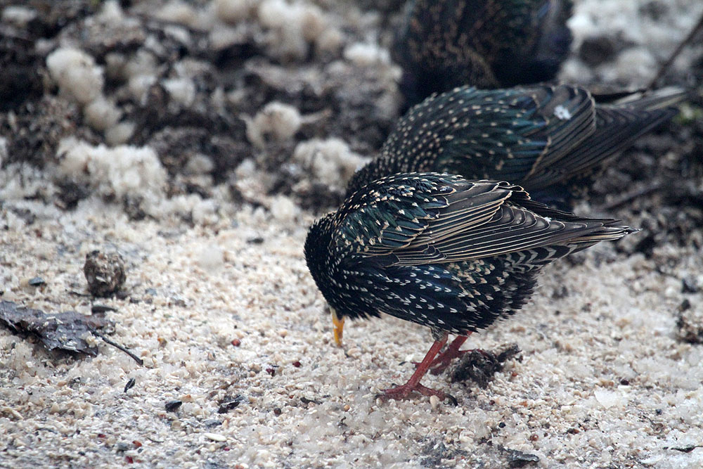 Starlings