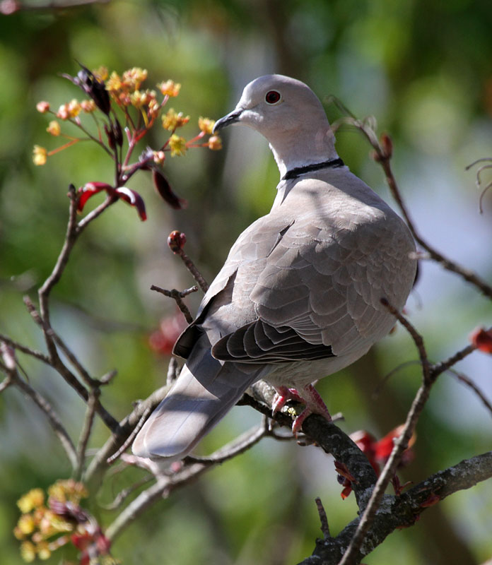 Trkentaube / (Eurasian) collared dove 