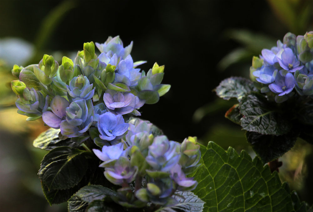 Hydrangea