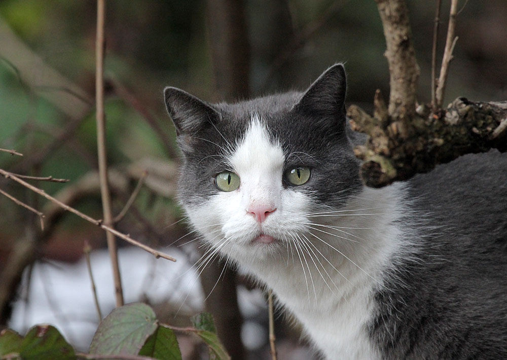 A visiter in my backyard