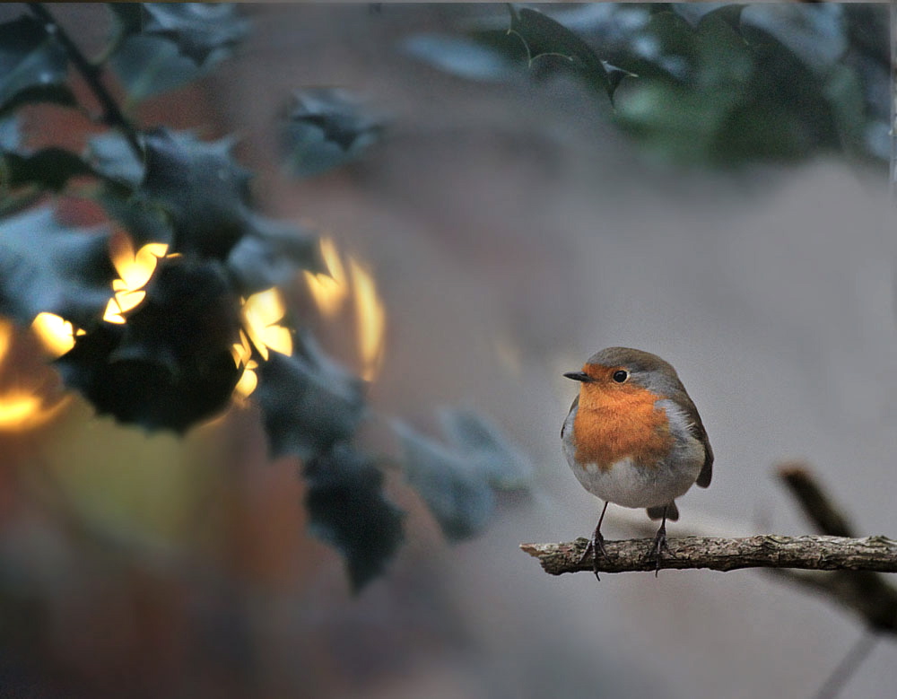 Rotkehlchen / European Robin