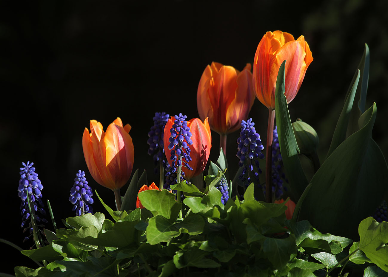 Tulips and Grape Hyacinths