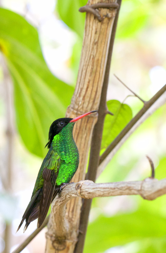 Jeune colibri  longue queue