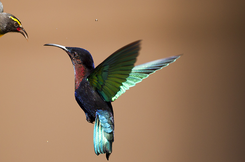 Colibri Madre de Martinique