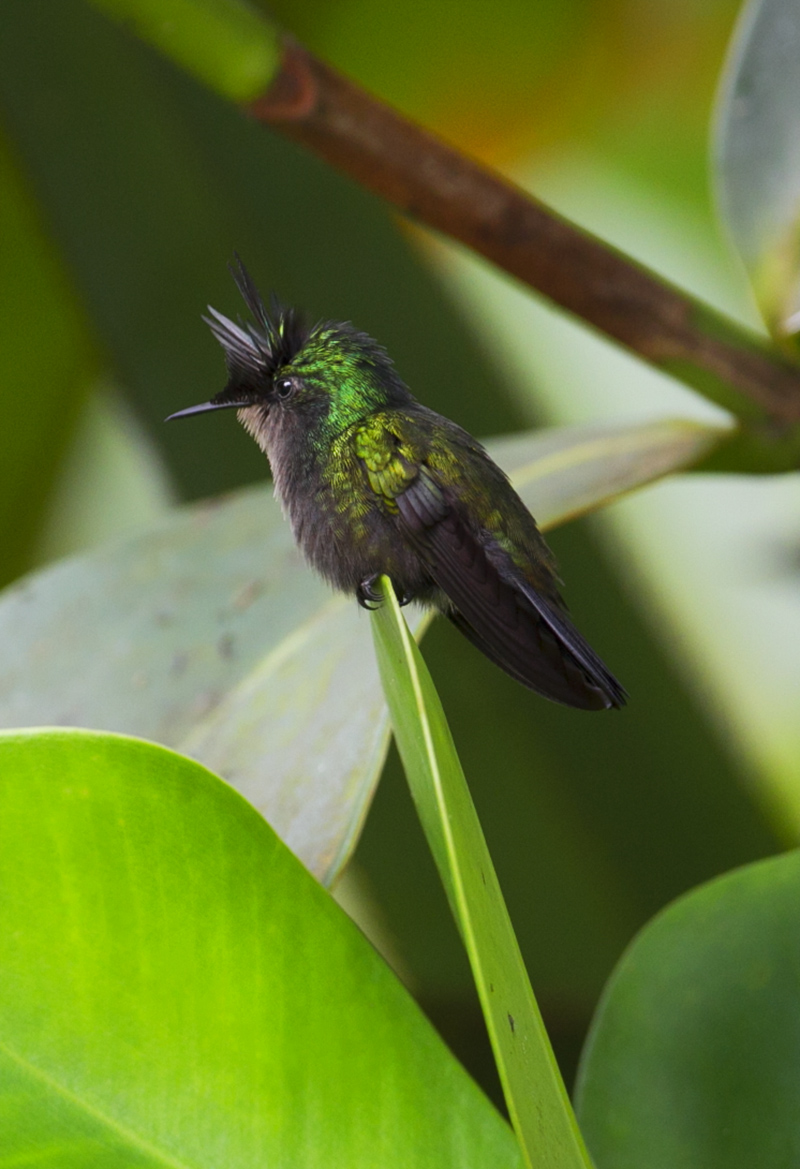 Colibri hupp