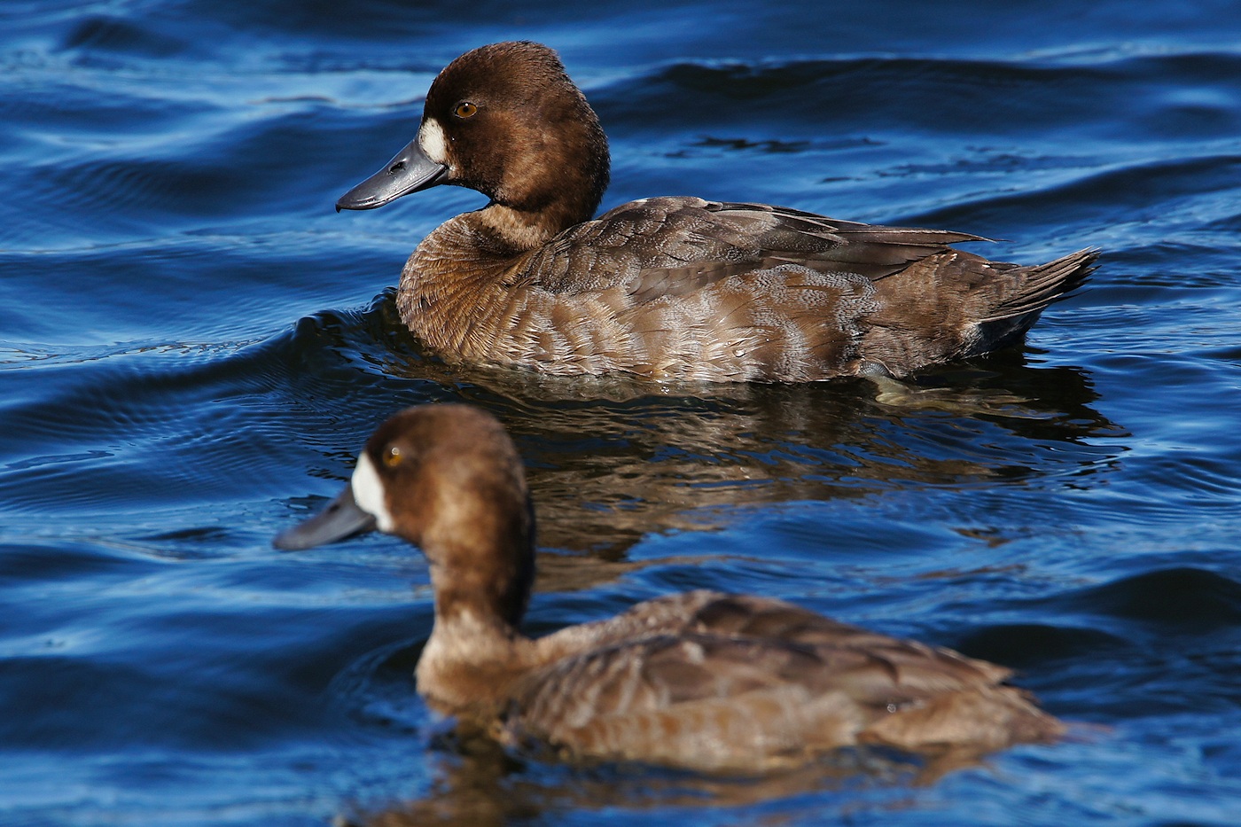 Lesser scaup