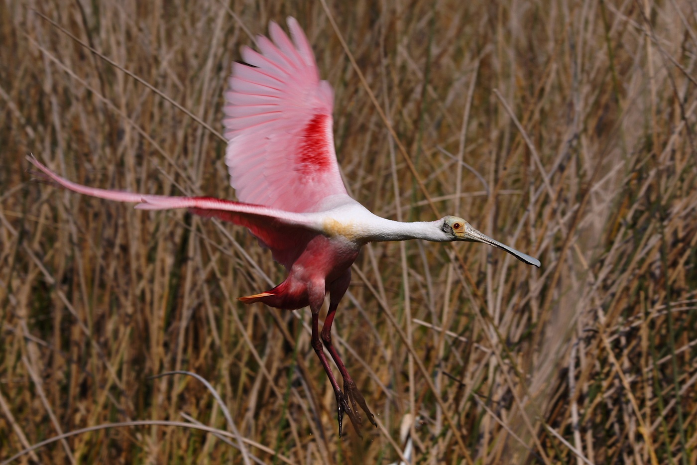 Roseate spoonbill landing