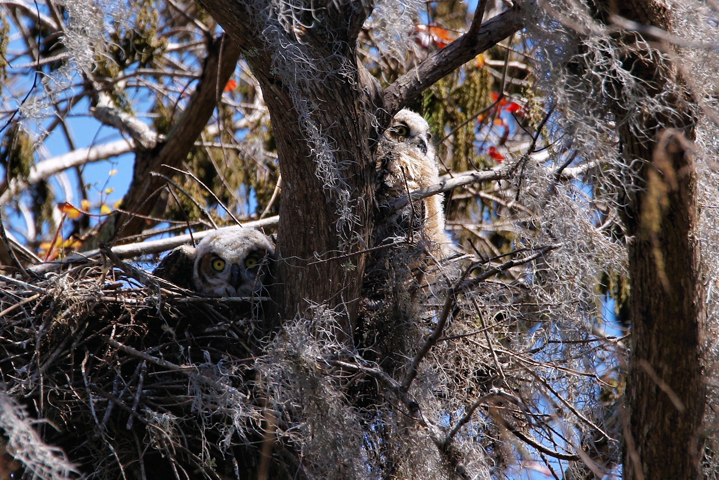 Great horned owlets in their nest