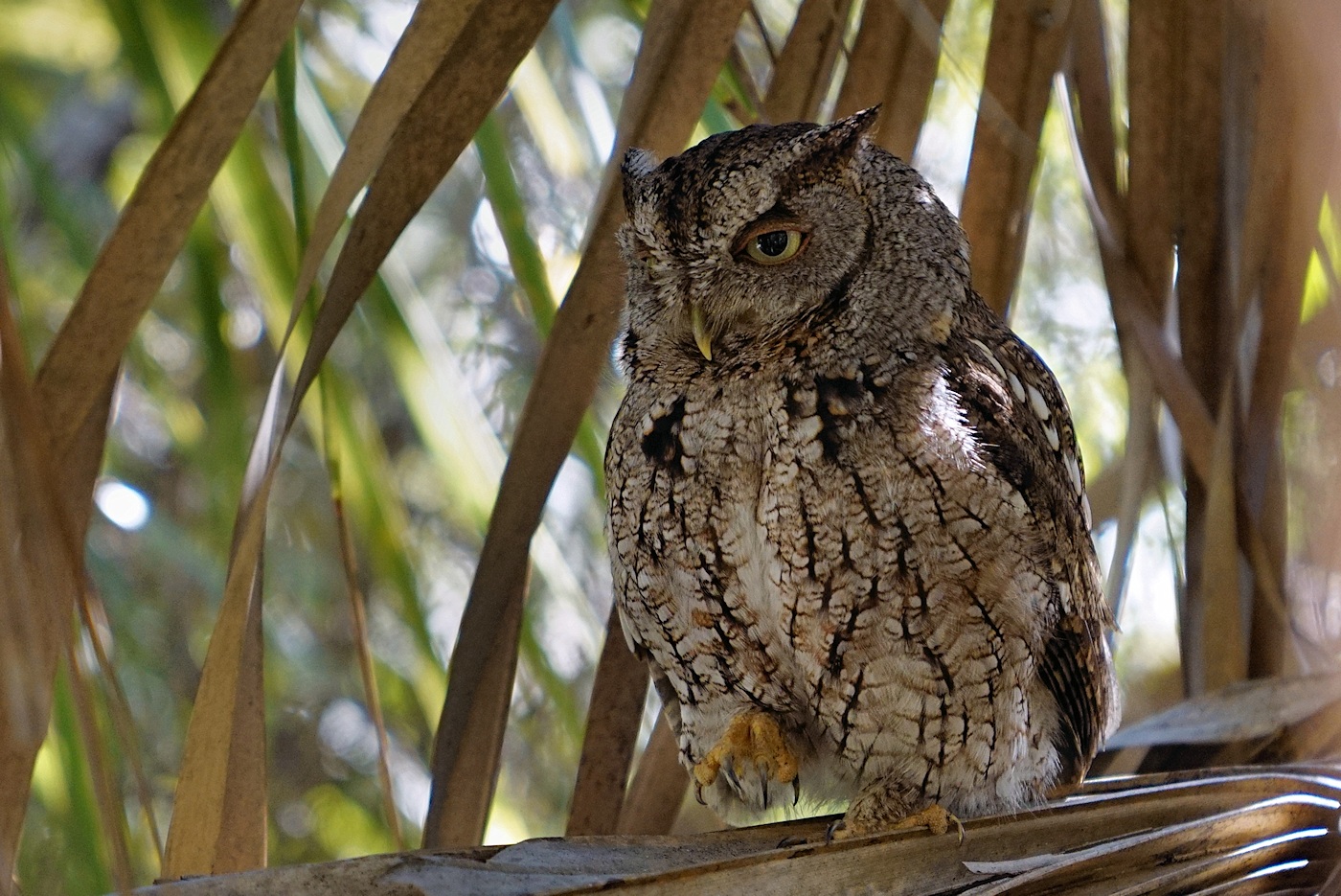 Eastern screech owl