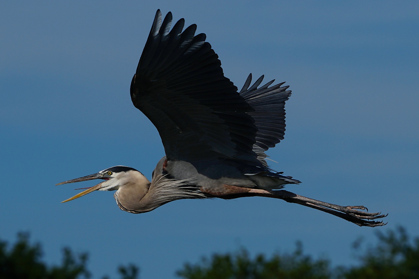 Great blue heron flying