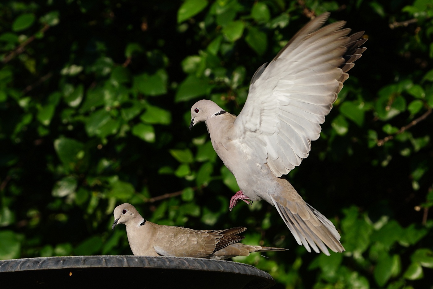 Collared dove