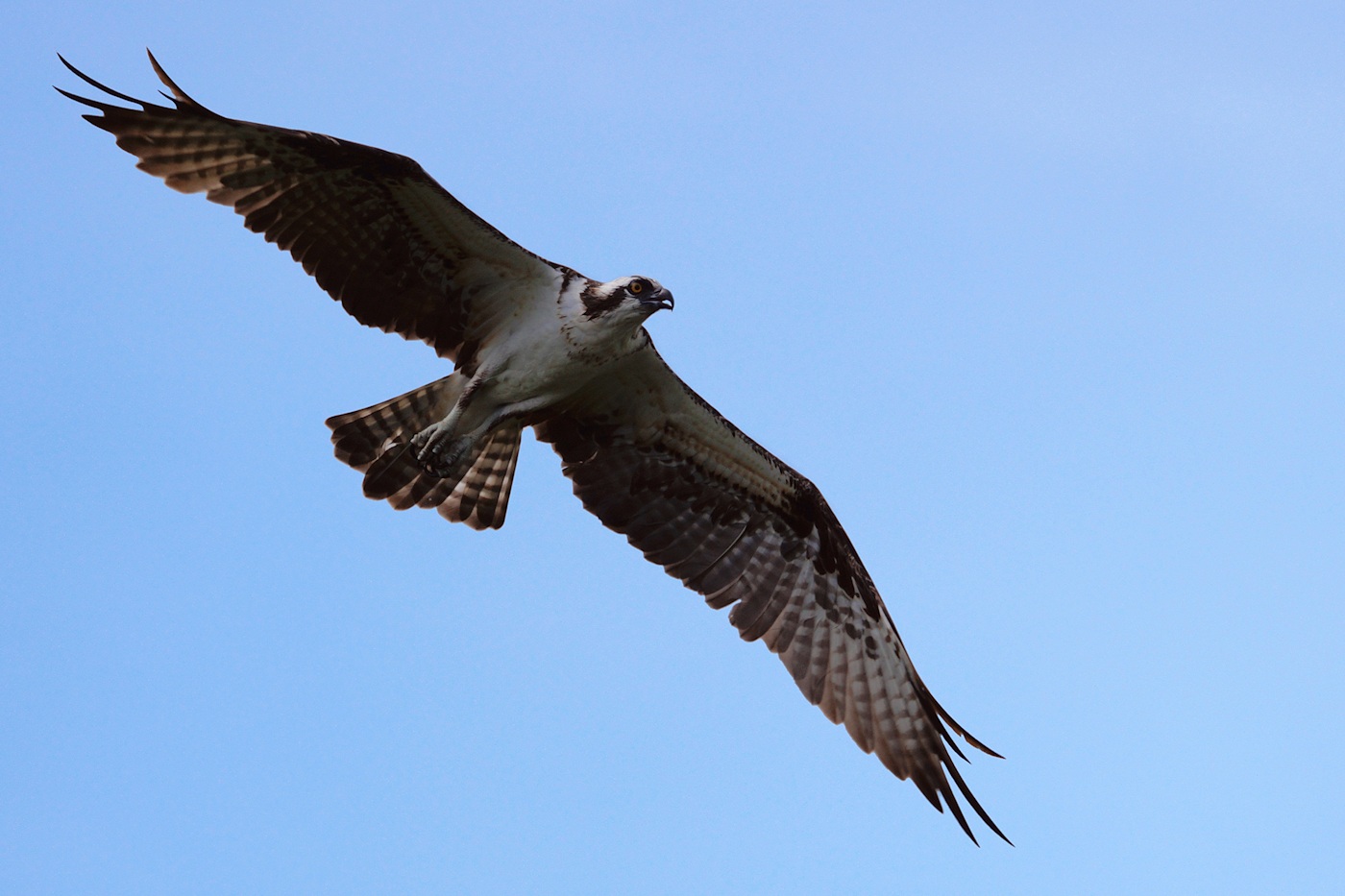 Osprey flying overhead