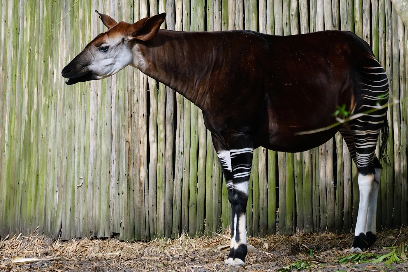 Okapi