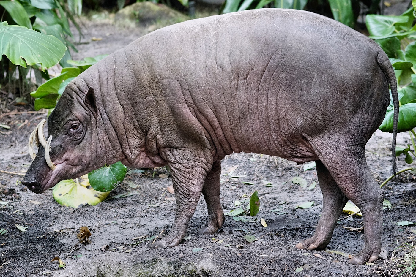 Babirusa
