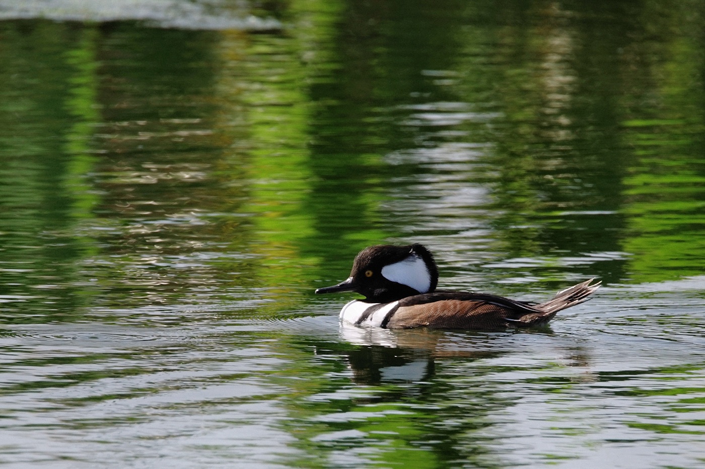 Hooded merganser, male