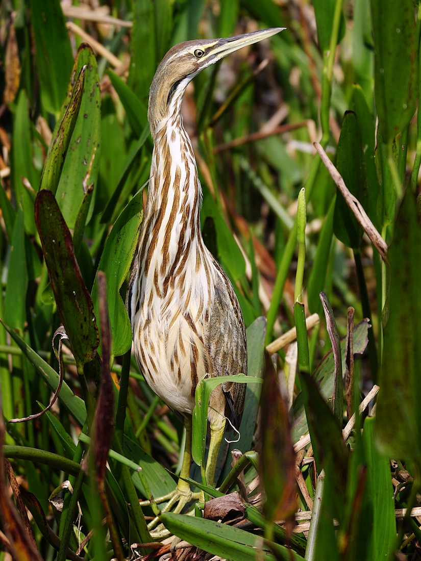American bittern