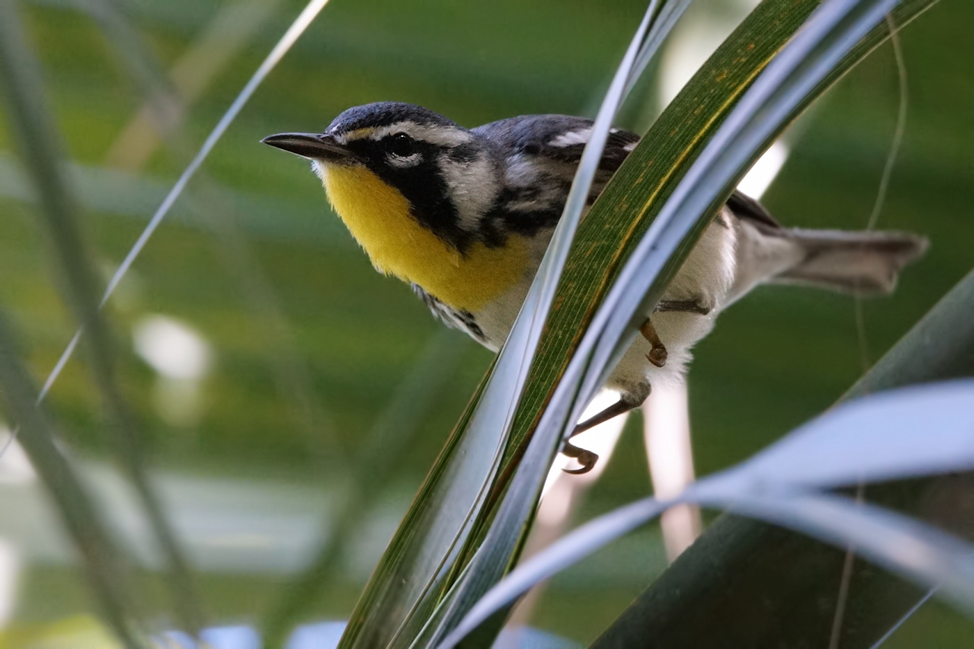 Yellow-throated warbler