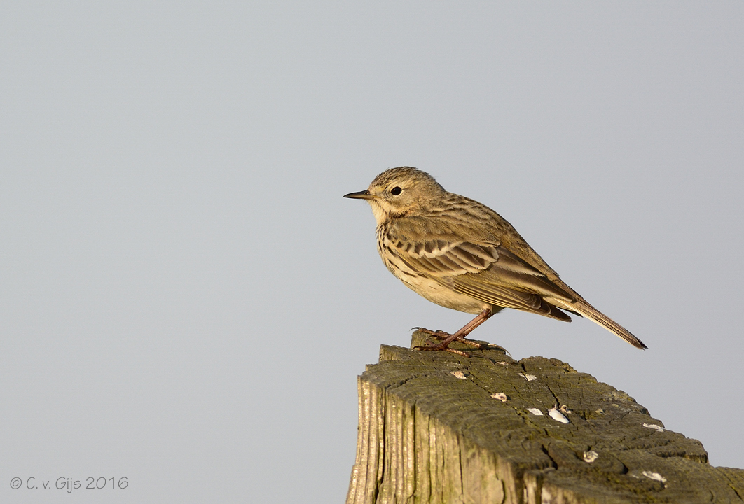 GRASPIEPER meadow pipit