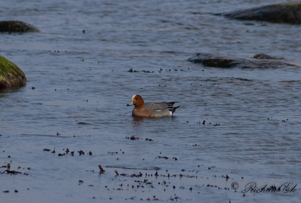 Blsand - Eurasian Widgeon (Anas penelope)