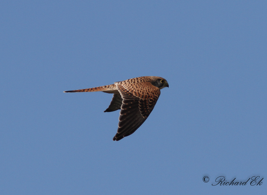 Tornfalk - Common Kestrel (Falco tinnunculus)