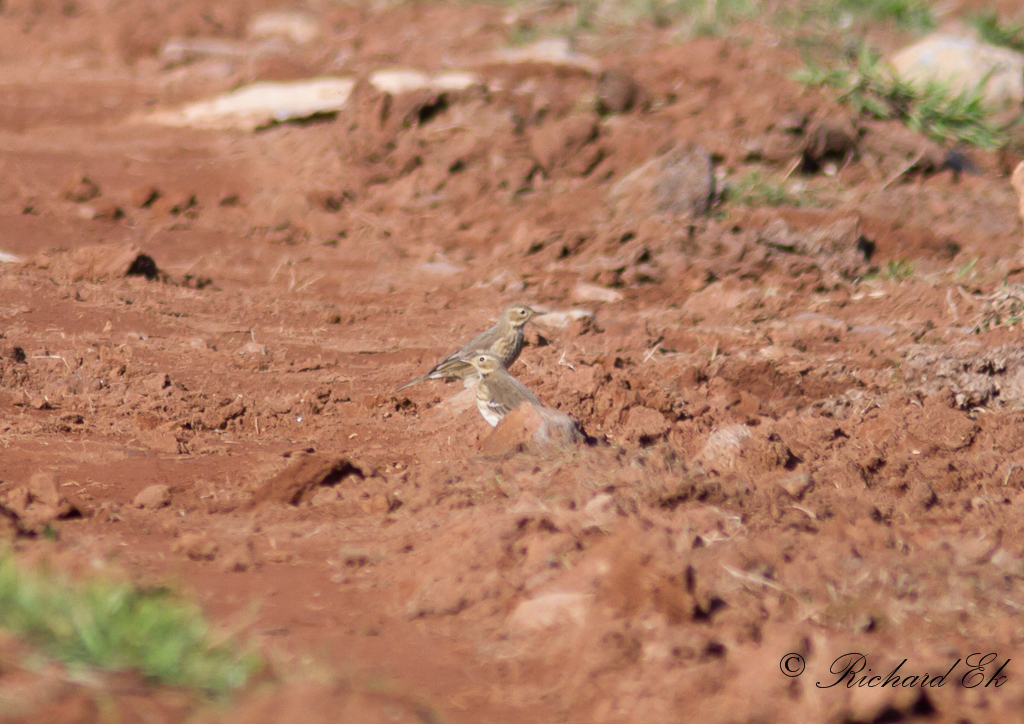 Amerikansk piplrka - Buff-bellied pipit (Anthus rubescens)