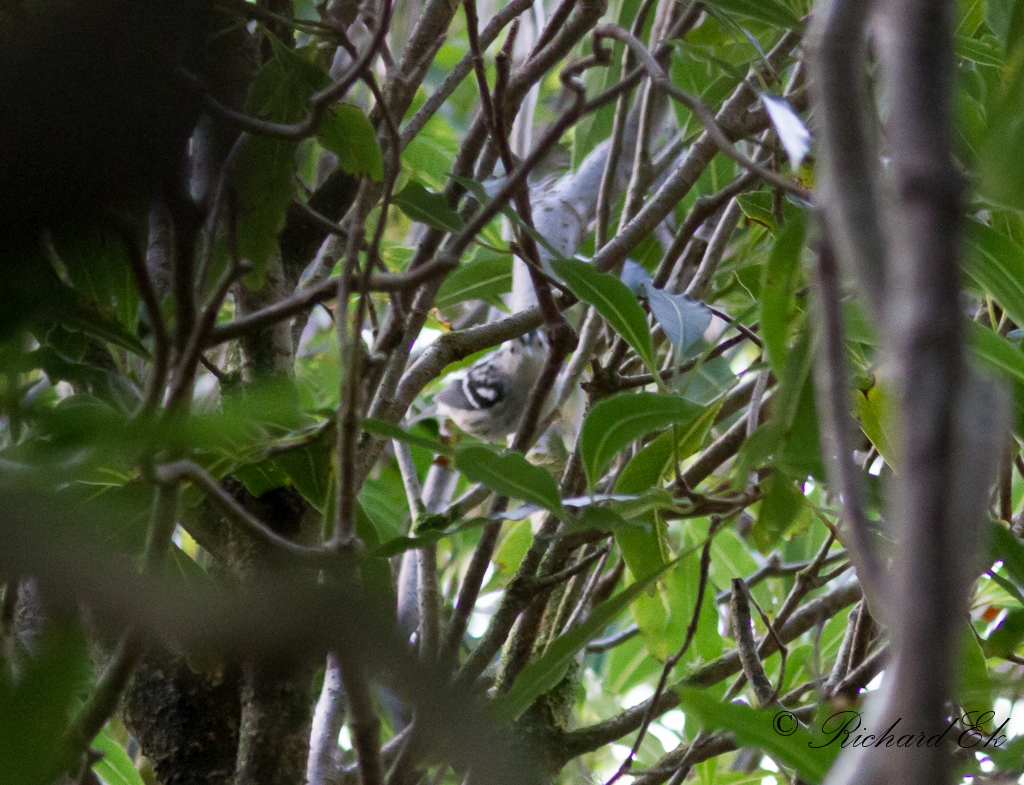 Svartvit skogssngare - Black-and-white Warbler (Mniotilta varia)