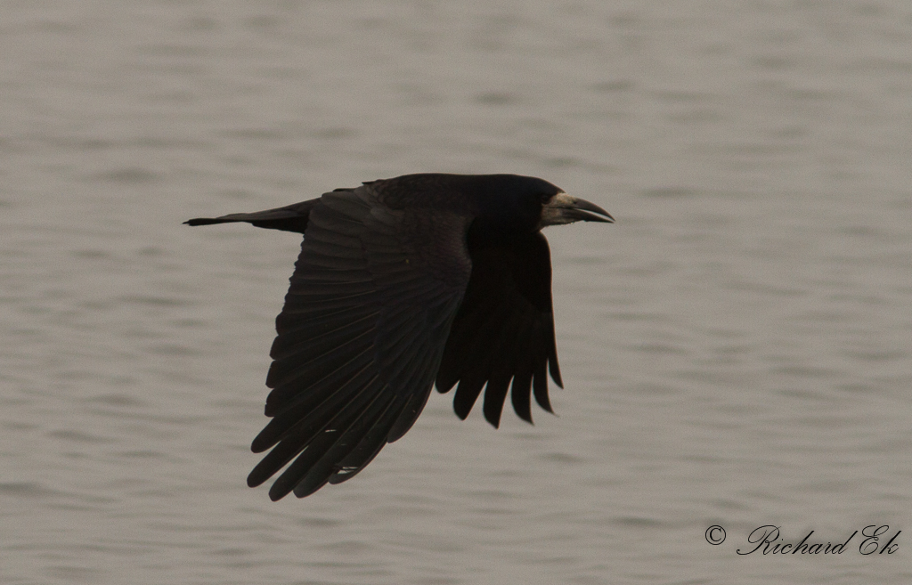 Rka - Rook (Corvus frugilegus)